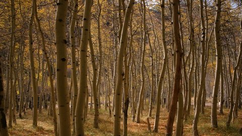3 axis motion controlled time lapse footage with dolly left, tilt up, pan right & zoom out motion of golden aspens fall foliage forest 