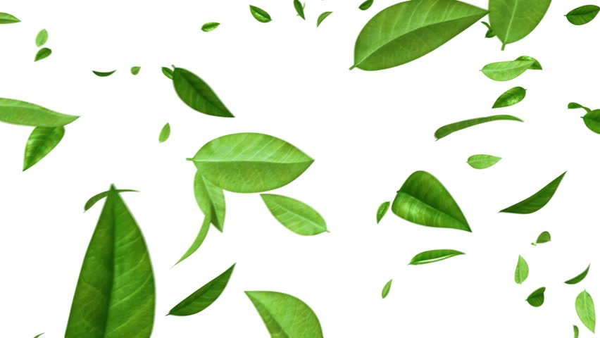 Green Leaves Flying on White Background. HD 1080. Looped. Alpha Mask. Royalty-Free Stock Footage #12741209