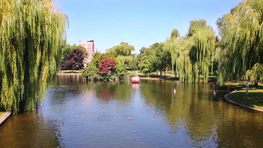 Beautiful Pond with Green Willow Stock Footage Video (100% Royalty-free ...