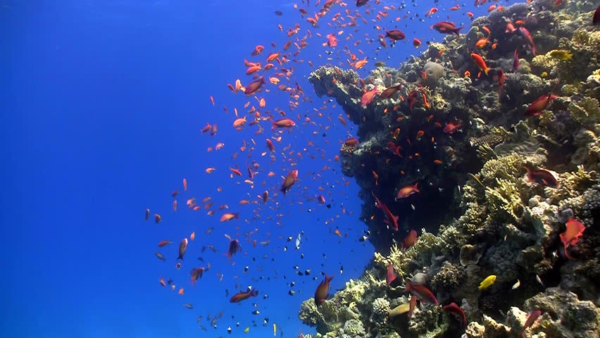 red fish on coral reef, Red sea