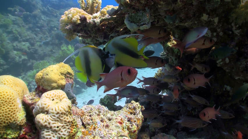 bannerfish on coral reef, Red sea