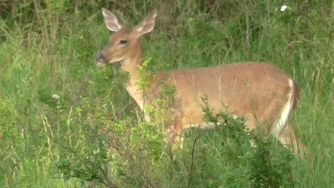 White-tailed Deer (Odocoileus virginianus) doe browsing in a grassy field