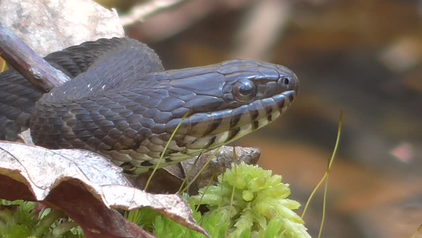 Northern Water Snake (nerodia sipedon) sunning itself in spring