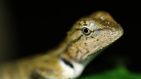 Oriental garden lizard Calotes versicolor close up