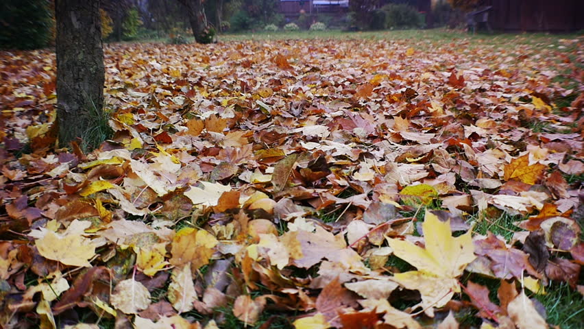 Large autumn back yard, with small house