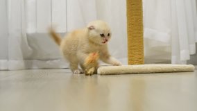 Beige kitten playing with a toy and a scratching post