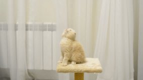 Beige kitten playing with a toy and a scratching post