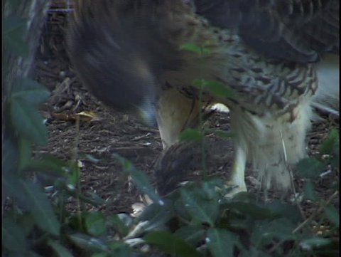 hawk eating bird
