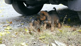 ?ute homeless puppies of stray dogs. Struggle for survival, protection of animals