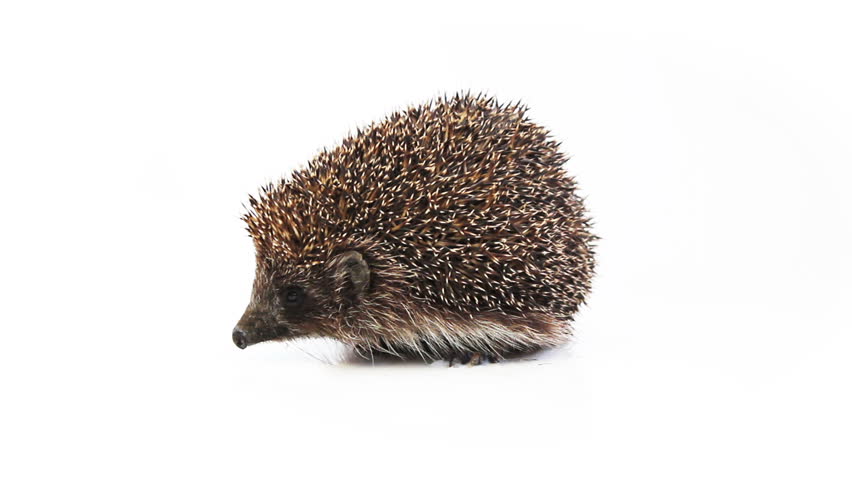 small hedgehog on a white background