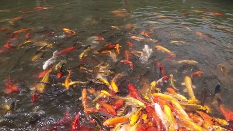  colorful koi fish in the pond