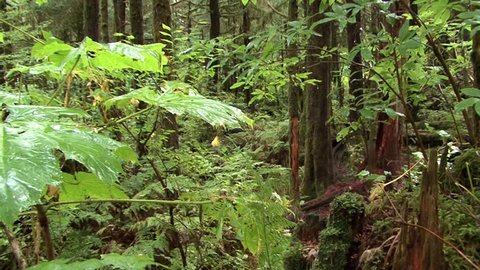 Alaska Bear moving through a forest