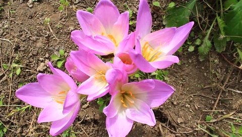 pink flowers of colchicum autumnale

