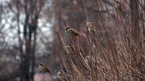 Slow motion full HD footage with group of sparrows fly away from tree branches. Cinematic autumn nature scene. 1920x1080
