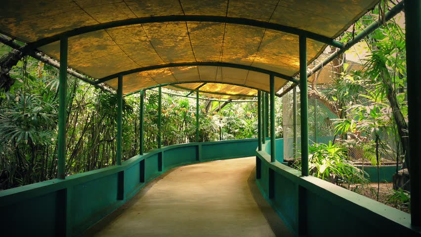 Tourist Walks Under Canopy 