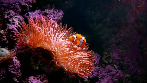 A clown fish swims close to a anemone.