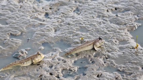 Mudskipper, Amphibious fish
