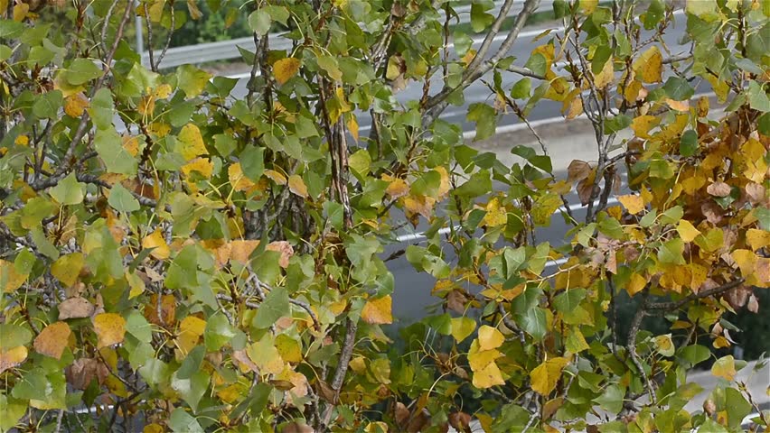 Cars passing on the highway hidden by trees