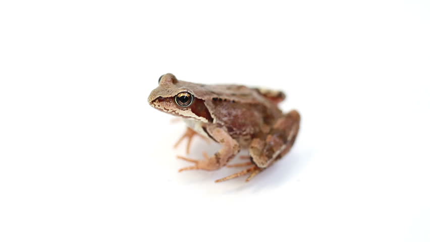 Brown frog on a white background