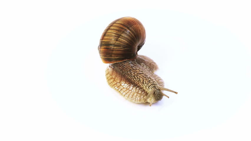 brown snail crawls on a white background