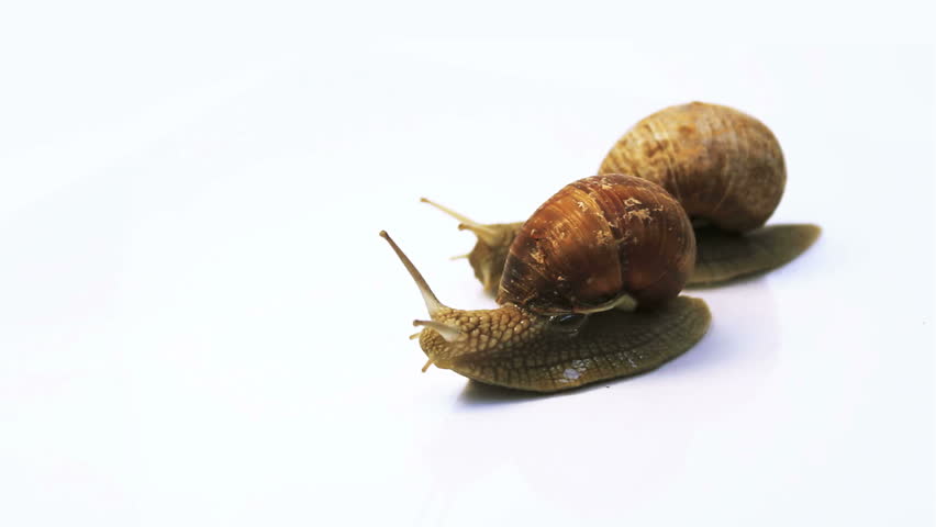 two snails crawl on a white background
