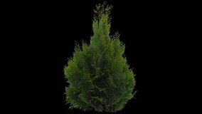 High quality 10bit footage of coniferous plant on the medium wind with Alpha Channel. Made from RAW footage.