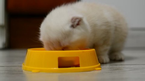 Beige kitten eating food from a bowl