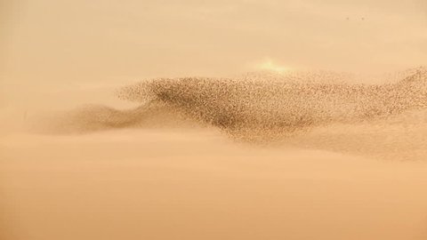 Starling. A flock of Birds. Starlings flying against the sunset over a field.  Change the form. Tripod. Amazing shot