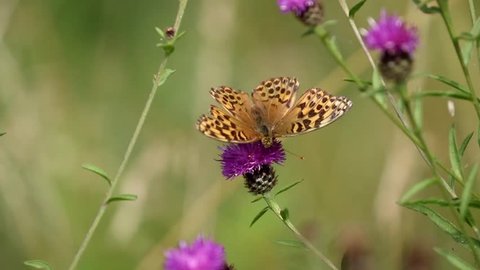 Silver Washed Fritillary Butterfly on a Thistle