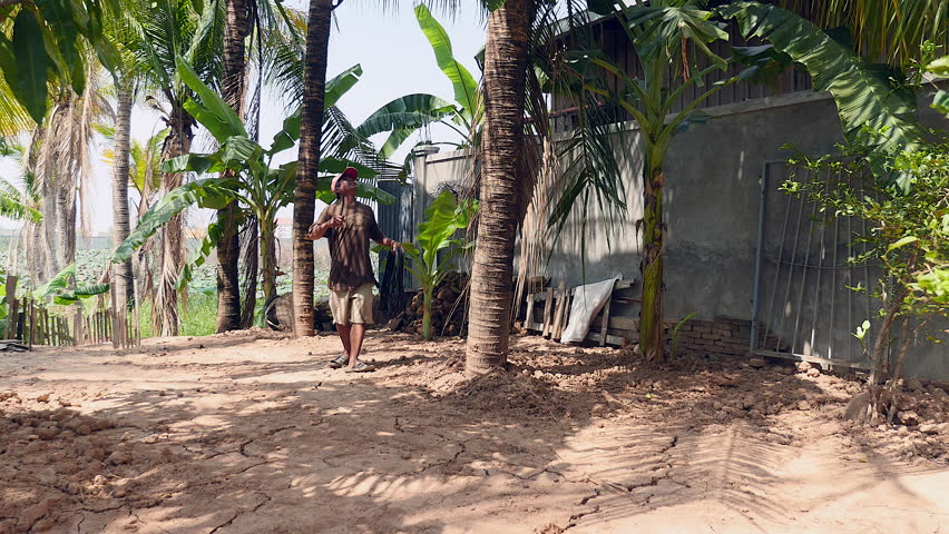 Coconut seller climbing a palm tree to pick coconuts