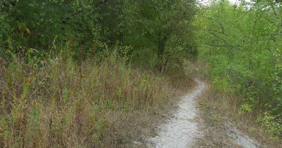 Man, tourist, man in white t-shirt, is walking by footpath, stops, looking the tree branch, touches the leaves, green hill, overgrown hill, green bushes, green trees, summer, early autumn, fall,