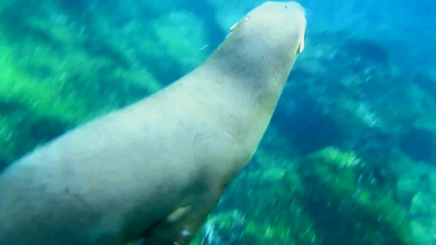 A Galapagos Sea Lion (Zalophus wollebaeki) playfully swims in the waters of the Galapagos Islands