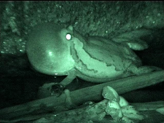 Infra-red night shot of a Thai frog calling 