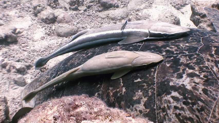 green sea turtle swimming remora fish Stock Footage Video (100% Royalty ...