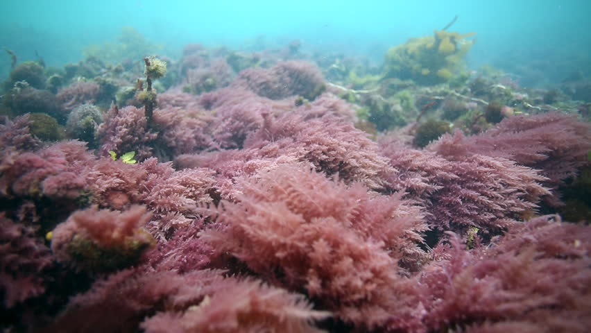 purple seaweed