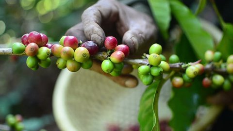 harvesting arabica coffee berries with agriculturist hands