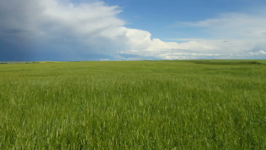 Storm cloud over grain field