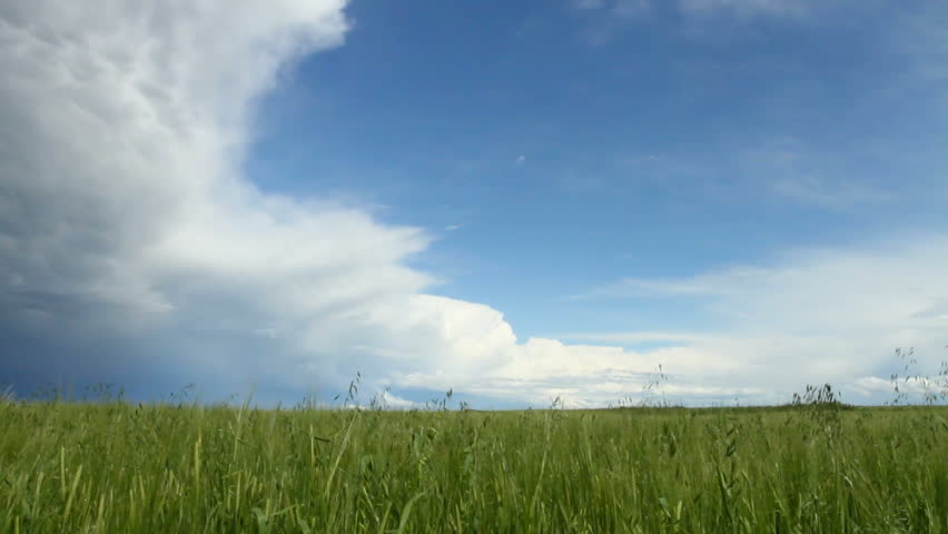 Storm cloud over grain field