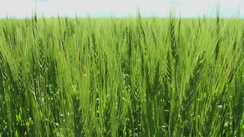 Early summer wheat crop