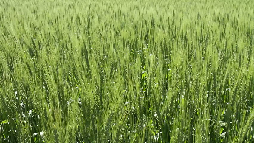 Early summer wheat crop