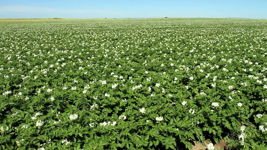 Large field of potato plants in bloom