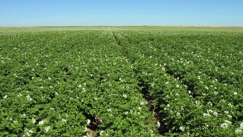 Large field of potato plants in bloom