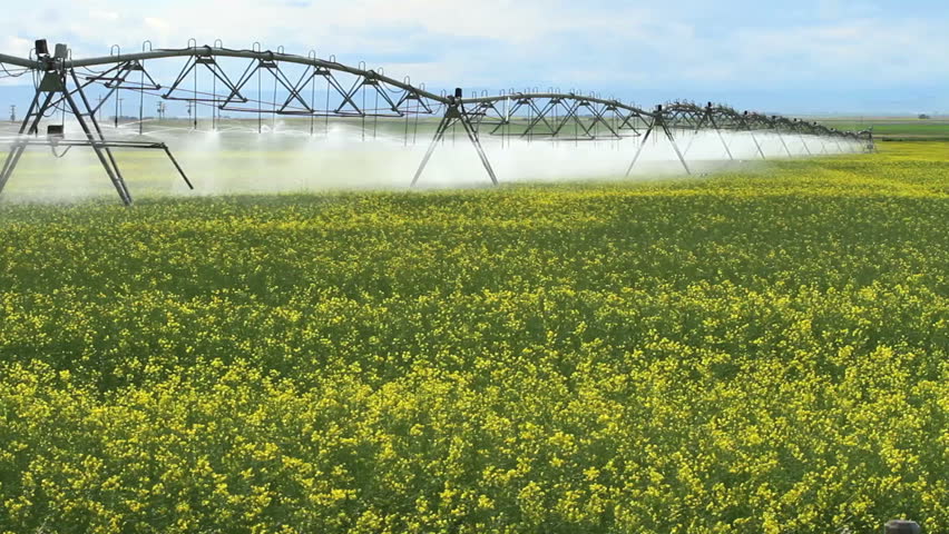 Irrigation sprinklers watering canola crop