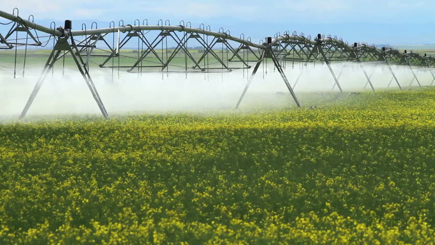 Irrigation sprinklers watering canola crop