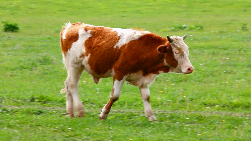 young bull on pasture
