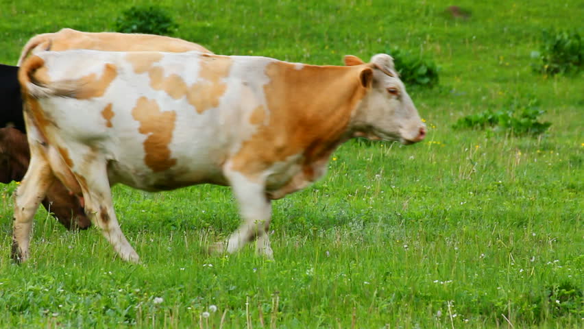 herd of cows on pasture
