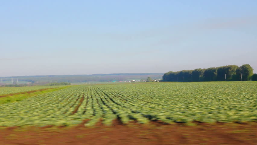 farm field with cabbage
