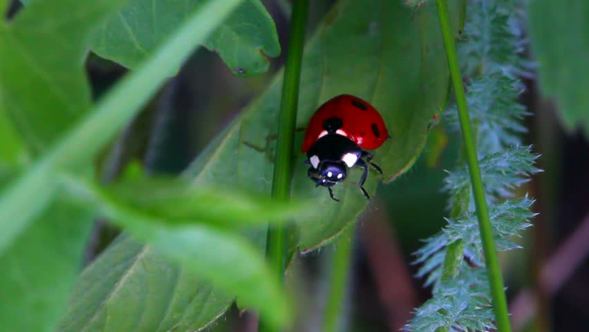 ladybug on green grass macro