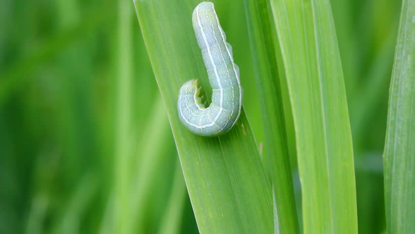 green caterpillar on grass macro