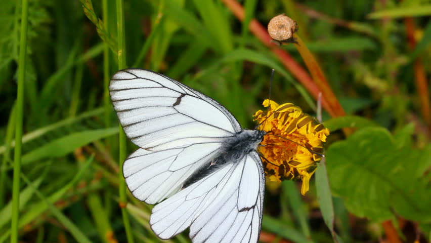 white butterfly on green leaf macro - aporia crataegi